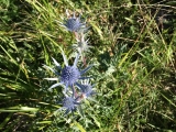 panicaut bleu