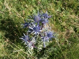 panicaut bleu