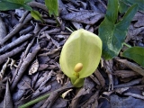 arum sauvage , pied de boeuf