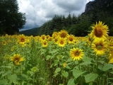 tournesols