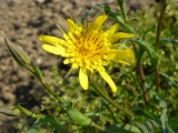 Catananche jaune