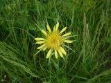 Catananche jaune