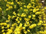 Helianthemum