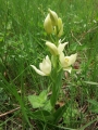 Céphalanthère de damas