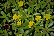 Ludwigia-peploides-3