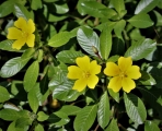 Ludwigia-peploides