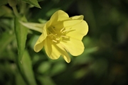 Oenothera-fruticosa-2