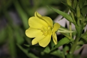 Oenothera-fruticosa