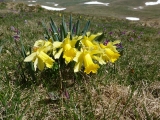 jonquilles