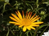 arnica