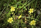 Helianthemum