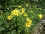 arnica