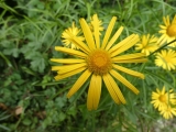 arnica