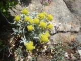 Eriogonum diclinum