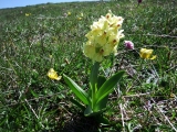 orchis sureau