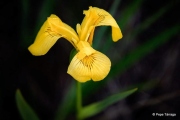 iris-des-marais