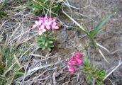 rhododendron