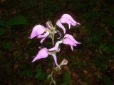 Céphalanthère rouge