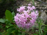 centranthus