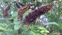 Amorpha fruticosa