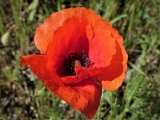 coquelicot