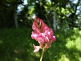 sainfoin