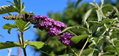 buddleia-ou-arbre-aux-papillons