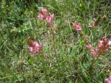 Sainfoin des montagnes