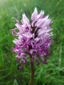 orchis singe