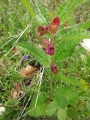 Stachys sylvatica