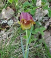 fritillaire-des-Pyrenees