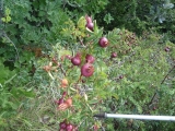 rosiers des montagnes