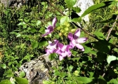 campanule du mont cenis