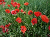 coquelicots