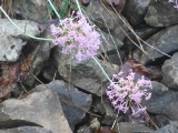 centranthus