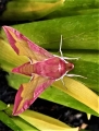 petit sphinx de la vigne