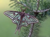 Actias-isabellae-lIsabelle.