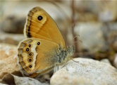 Fadet-des-garrigues