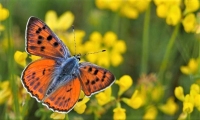 Le-Cuivré-flamboyant-Lycaena-alciphron