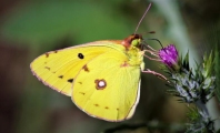 Souci colias croceus