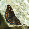 Limenitis-populi-le-Grand-Sylvain.