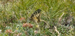 machaon