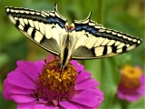 machaon