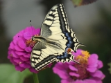 machaon