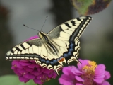 machaon