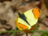 Anthocharis cardamines (L'Aurore)