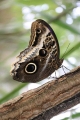 caligo