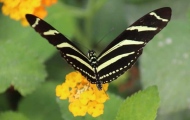 heliconius