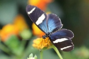 heliconius sara