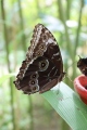 prosterazzi morpho